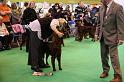 Crufts2010 1000